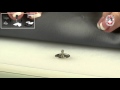 Bottoni a clip, dimensioni: Ø 17 mm, Dressking